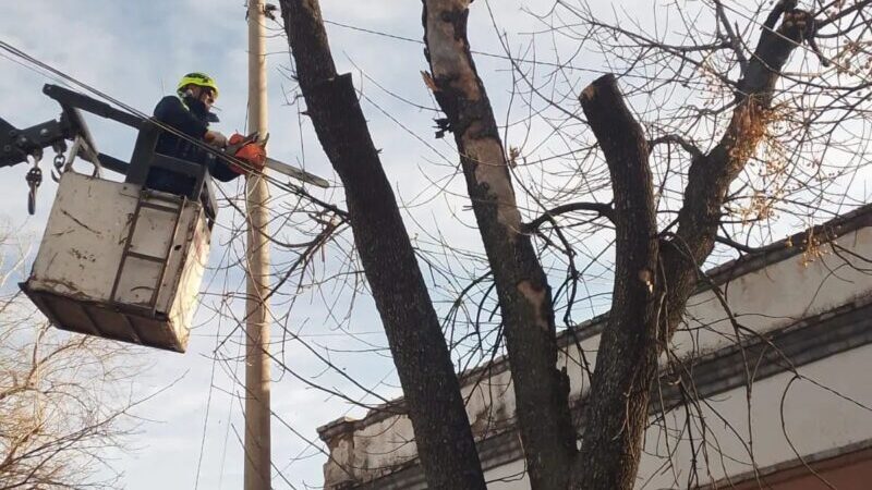 Defensa Civil cuenta con una brigada para intervenir en forestales secos y riesgo de caída