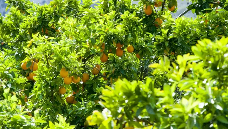 Protección fitosanitaria: por qué cosechar los cítricos en invierno ayuda a prevenir plagas