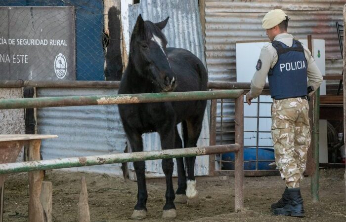 La Policía Rural rescató a una yegua que cayó a una pileta
