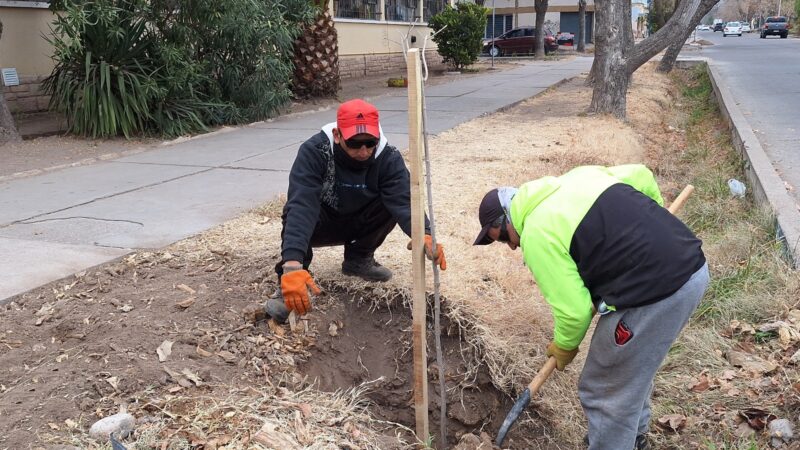 Nueva temporada del plan de forestación en San Rafael