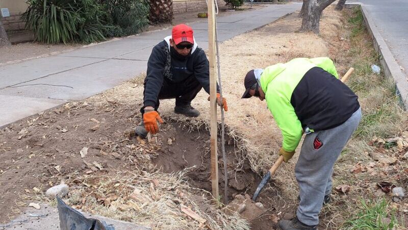 Nueva temporada del plan de forestación en San Rafael