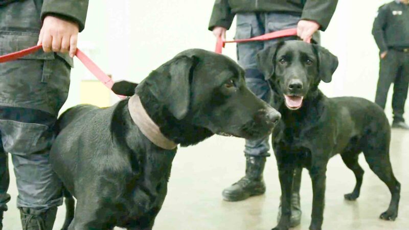 Ibra y Canela, las perras que detectan celulares en las cárceles de Mendoza