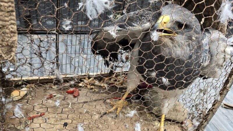 Rescataron un águila mora y varios siete cuchillos del tráfico ilegal