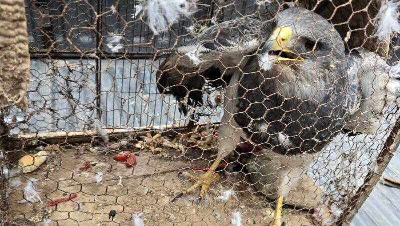 Rescataron un águila mora y varios siete cuchillos del tráfico ilegal