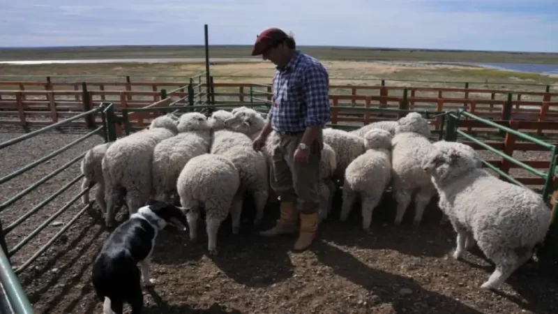 Productores de la Patagonia cargaron contra el Gobierno por el levantamiento de la barrera sanitaria: «Nos mintieron»