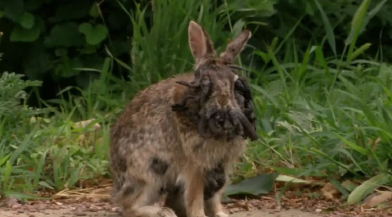 El fenómeno de los conejos con tentáculos raros en Estados Unidos