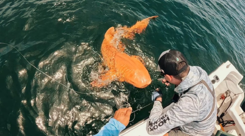 Pescadores descubrieron en Costa Rica un extraño tiburón naranja con ojos blancos