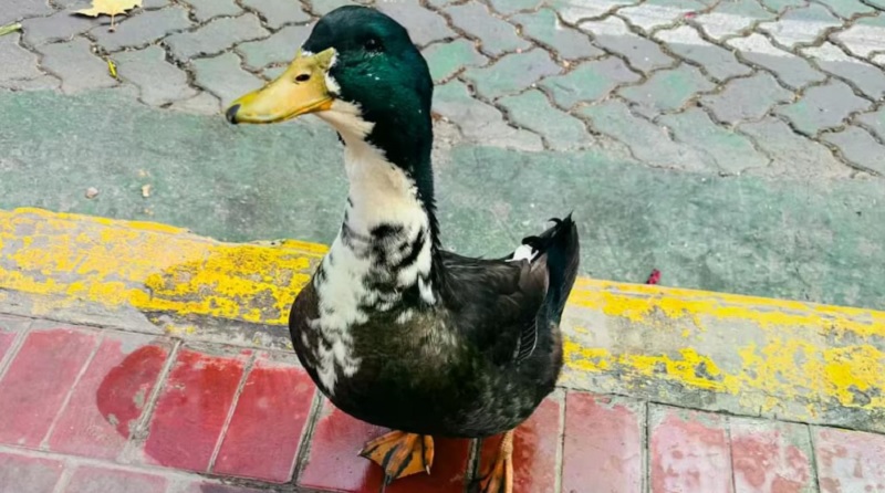 Denunciaron a un pato por agredir a otras mascotas en Mendoza y se generó una insólita polémica