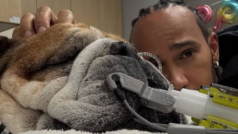 Hamilton se salta las pruebas de Ferrari por quedarse con su perro en coma: “Se le paró el corazón”