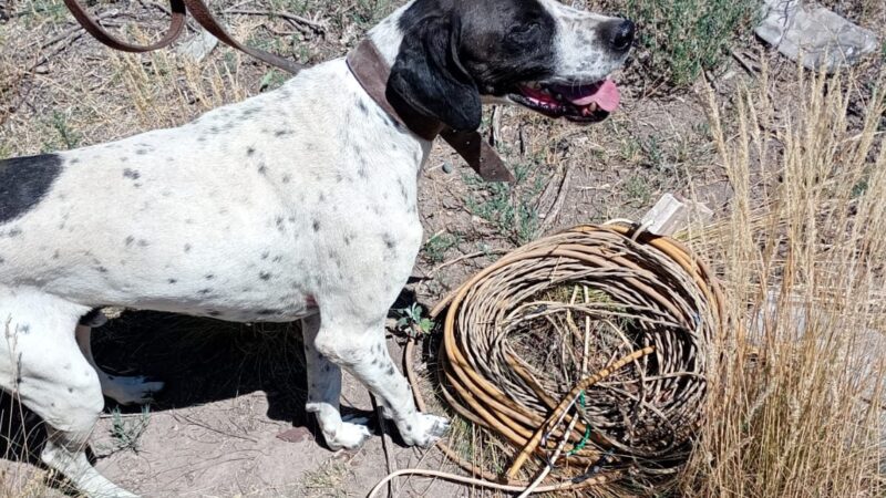 Nol, el perro de la Policía de Mendoza, esclareció un robo al recuperar bienes en San Rafael