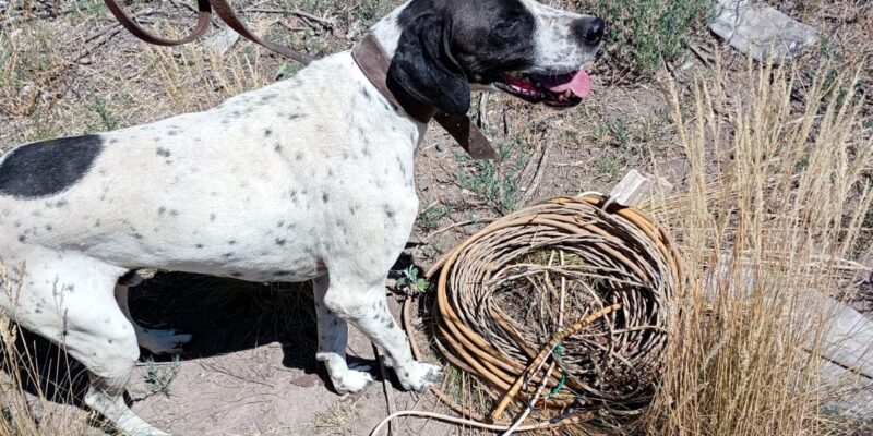 Nol, el perro de la Policía de Mendoza, esclareció un robo al recuperar bienes en San Rafael