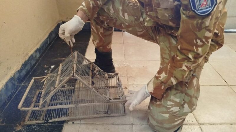 La Policía Rural rescató restos de un puma y desactivó una maniobra de caza furtiva en Monte Comán