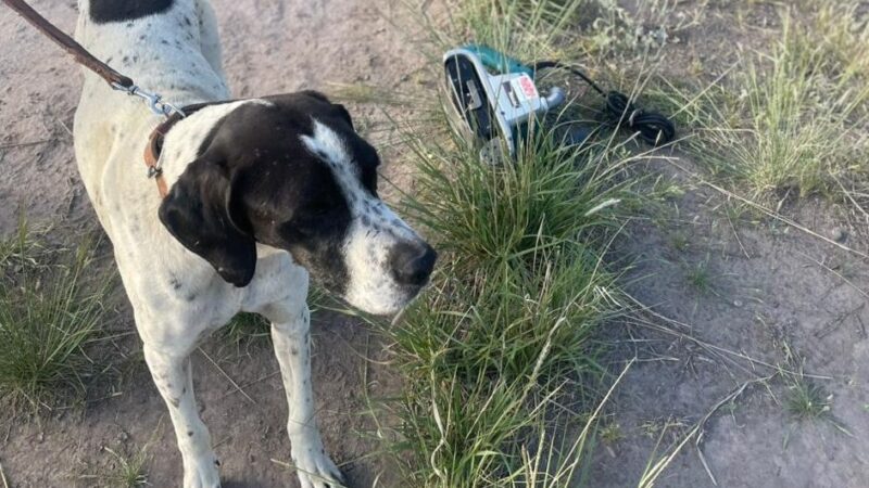 Robo frustrado en San Rafael: Noll guio a la Policía hasta los ladrones y recuperó todas las herramientas