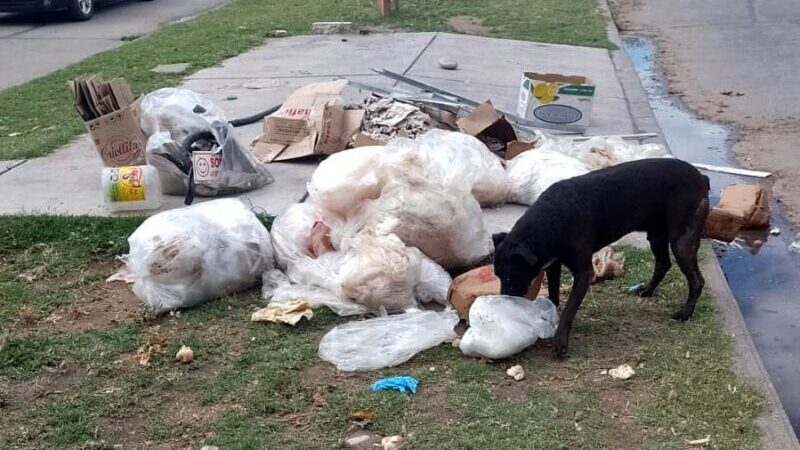 Cuadrillas municipales limpiaron basura y carne podrida arrojadas en plena vía pública