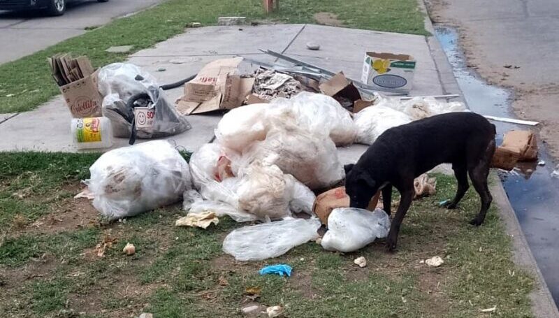 Cuadrillas municipales limpiaron basura y carne podrida arrojadas en plena vía pública