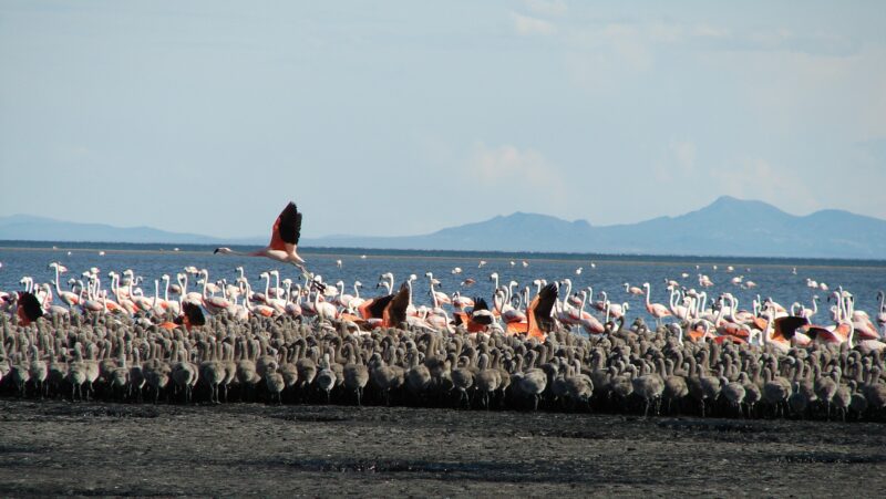Otro hito para las áreas naturales de Mendoza: la Laguna de Llancanelo se incorpora a la Red Hemisférica de Reservas de Aves Playeras