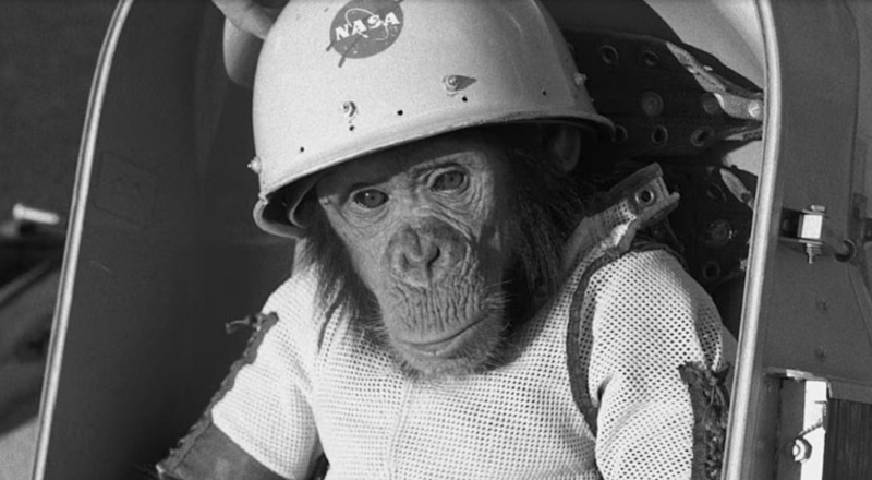 A 65 años del vuelo de Ham, el primer chimpancé que la NASA envió al espacio y operó los comandos de la nave para volver a la Tierra