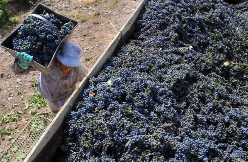 Vendimia 2026: Mendoza lanza una línea de financiamiento para cosecha y acarreo
