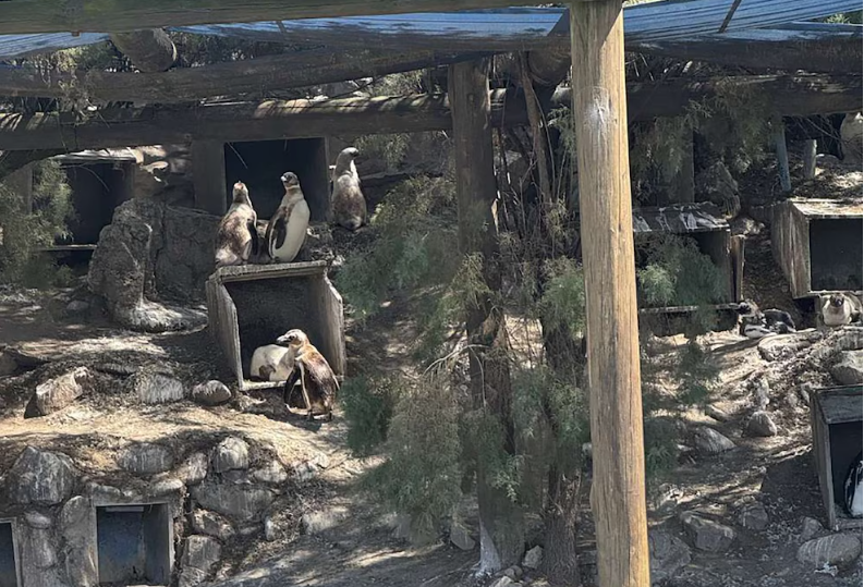 Quebró el Aquarium de Mar del Plata: las fotos del cierre y las gestiones para mudar a los 66 pingüinos y lobos marinos