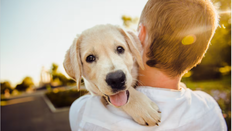 Día del Animal: por qué se celebra hoy y los 10 más famosos de la historia