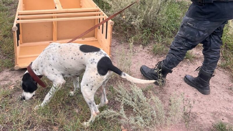 Nol, perro de la Policía de Mendoza, esclareció un robo en San Rafael