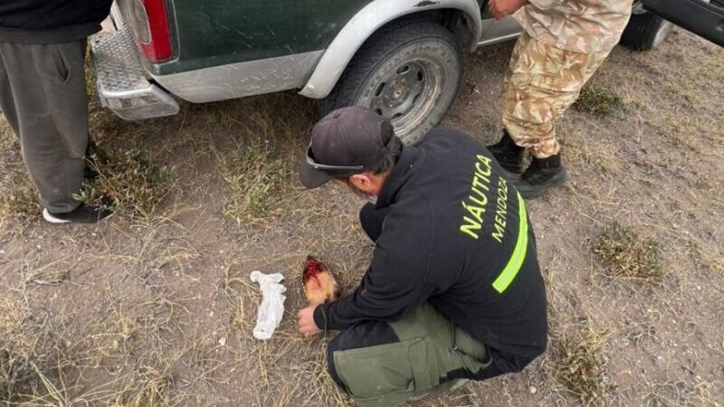 Detectan caza furtiva de piches y refuerzan controles sobre fauna y náutica