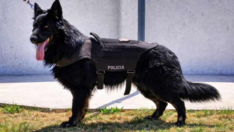Héroes de cuatro patas: el Cuerpo de Canes del Sur provincial celebra un nuevo aniversario