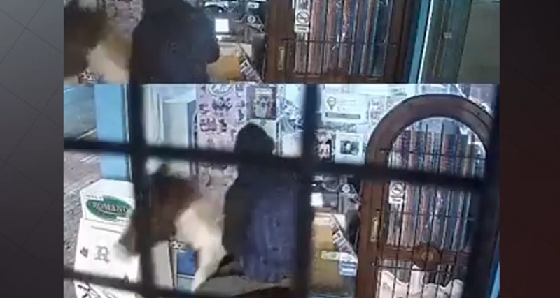 Robaron a caballo un kiosko en Miramar y se fueron al galope