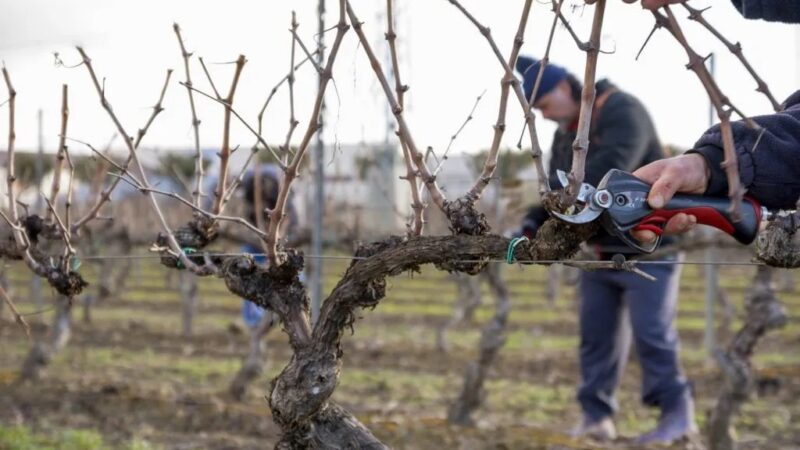 El municipio y el Inta realizarán capacitaciones gratuitas en poda de frutales y viñedos