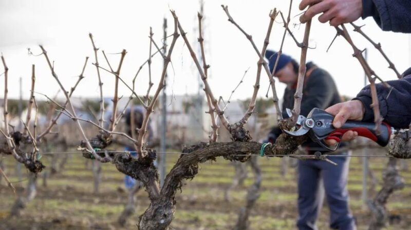 El municipio y el Inta realizarán capacitaciones gratuitas en poda de frutales y viñedos