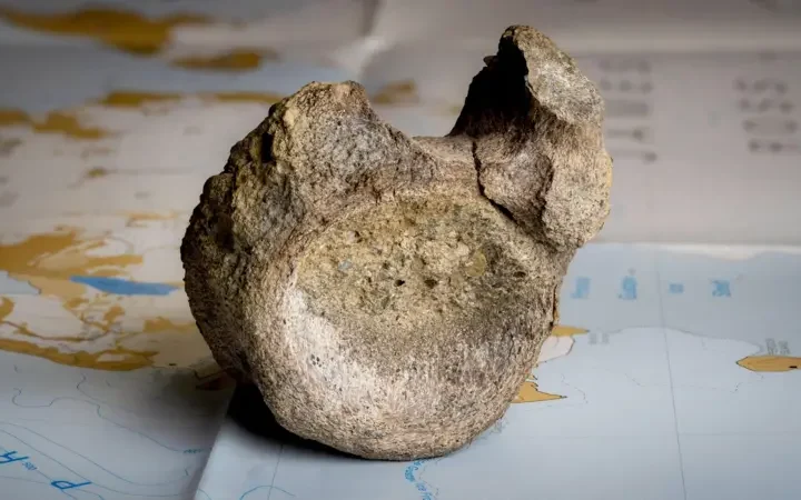 Encuentran el primer hueso de un dinosaurio de la Antártida… en un cajón