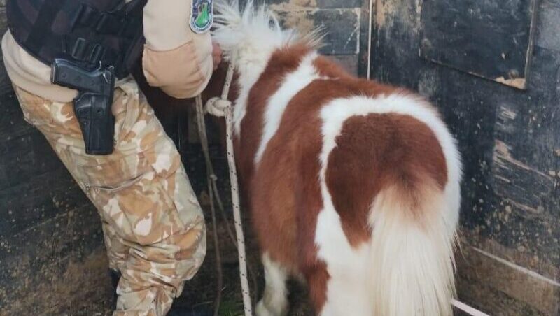 Ofrecía un caballo robado por redes sociales, era robado y terminó detenido