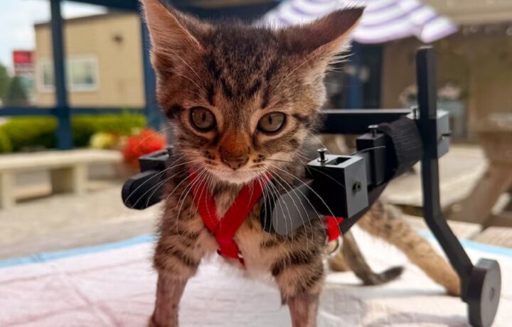 El gato que no podía caminar recibió una silla de ruedas impresa en 3D tras volverse viral