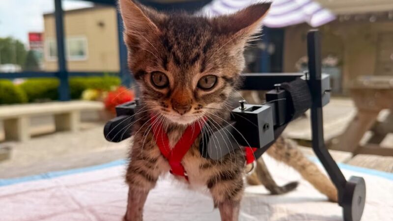 El gato que no podía caminar recibió una silla de ruedas impresa en 3D tras volverse viral