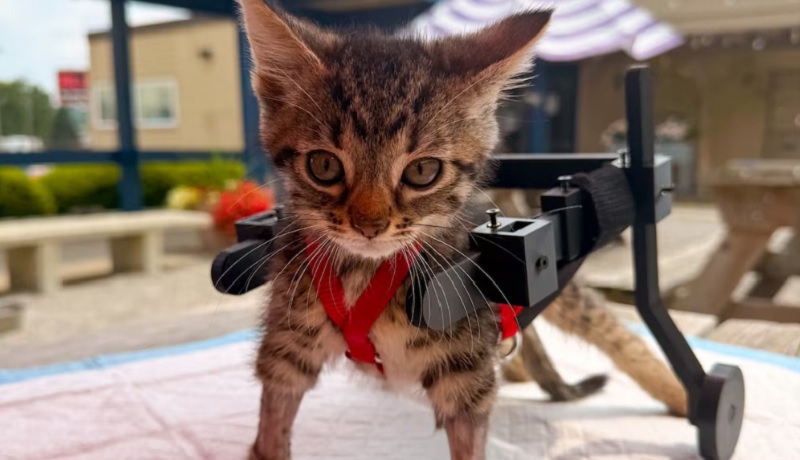 El gato que no podía caminar recibió una silla de ruedas impresa en 3D tras volverse viral