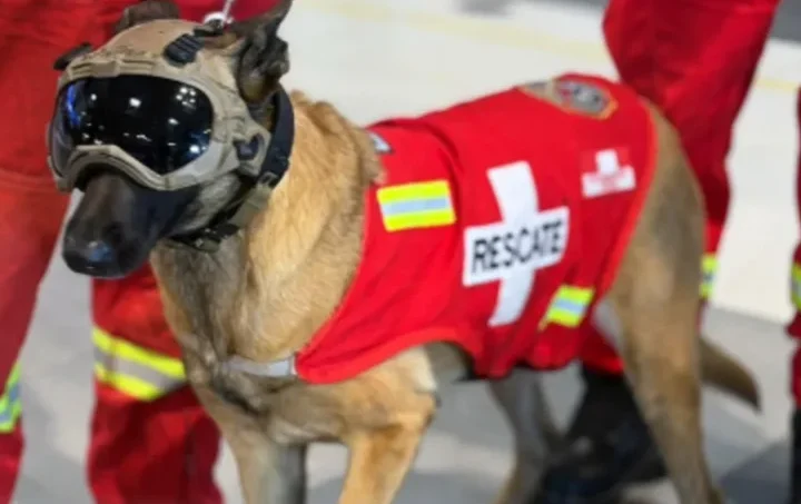 Héroes de cuatro patas: estos perros ayudaron a salvar a decenas de víctimas de los terremotos en Venezuela