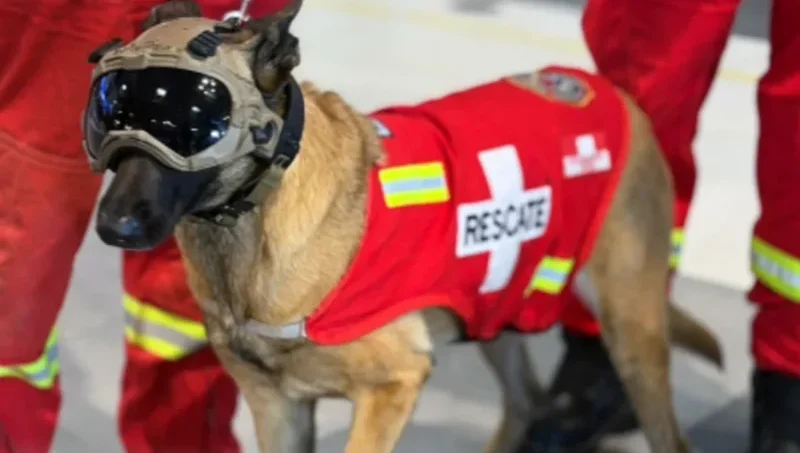 Héroes de cuatro patas: estos perros ayudaron a salvar a decenas de víctimas de los terremotos en Venezuela
