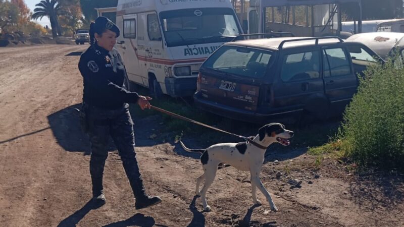 El olfato de Balto fue clave para recuperar bienes robados en una vivienda de Villa Atuel
