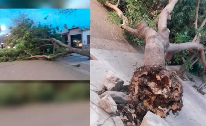 El viento Zonda golpea al Gran Mendoza y provocó caída de árboles y cortes de servicios