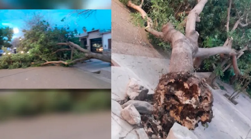 El viento Zonda golpea al Gran Mendoza y provocó caída de árboles y cortes de servicios