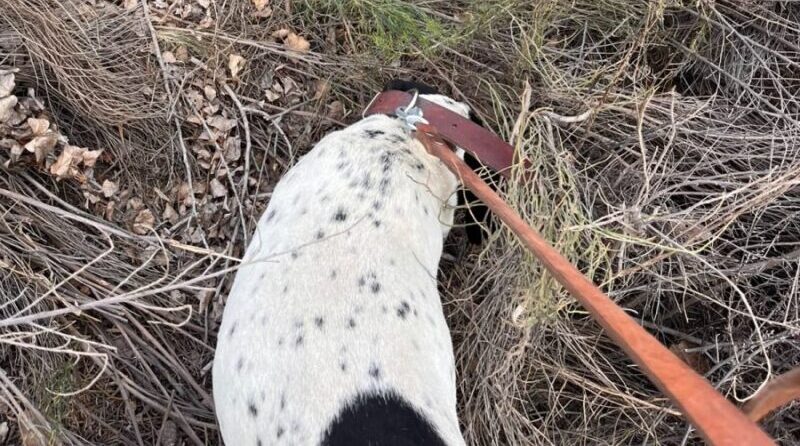 Noll siguió una huella por más de 2 kilómetros y la Policía logró esclarecer un robo en San Rafael