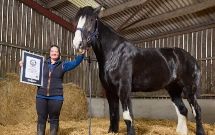 Mide 1,99 metros y ya logró un récord Guinness: la historia de Hugo, el caballo más alto del mundo que puede seguir creciendo