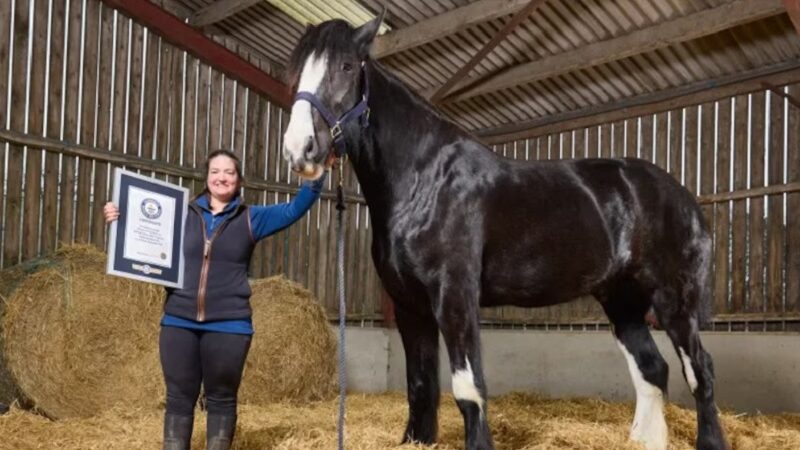 Mide 1,99 metros y ya logró un récord Guinness: la historia de Hugo, el caballo más alto del mundo que puede seguir creciendo