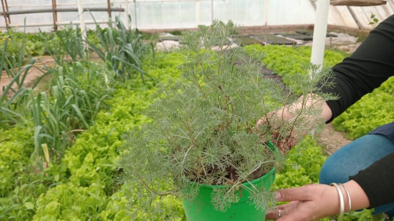 De las aulas a la Feria Franca: la escuela Gatica llega con sus plantines y productos artesanales