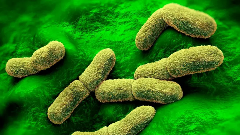 Qué se sabe del caso de la científica rusa que falleció en un centro de investigación de la peste en Siberia y que preocupa a EE.UU. y otros países