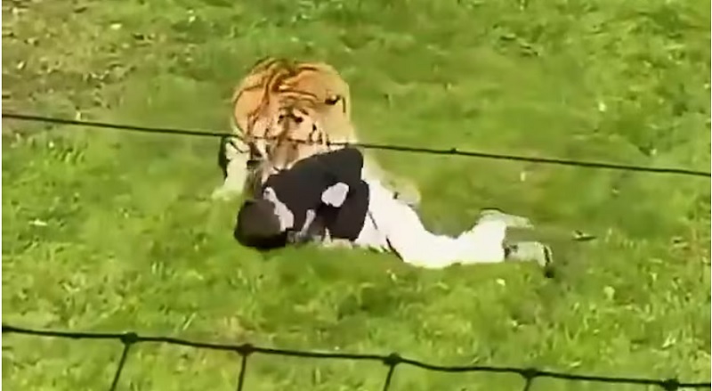 Un hombre saltó al recinto de un tigre en un zoo de Inglaterra y murió tras ser atacado por el felino