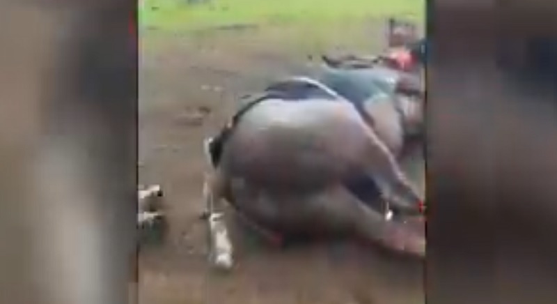 Un rayo fulminó a 4 caballos de polo en San Isidro