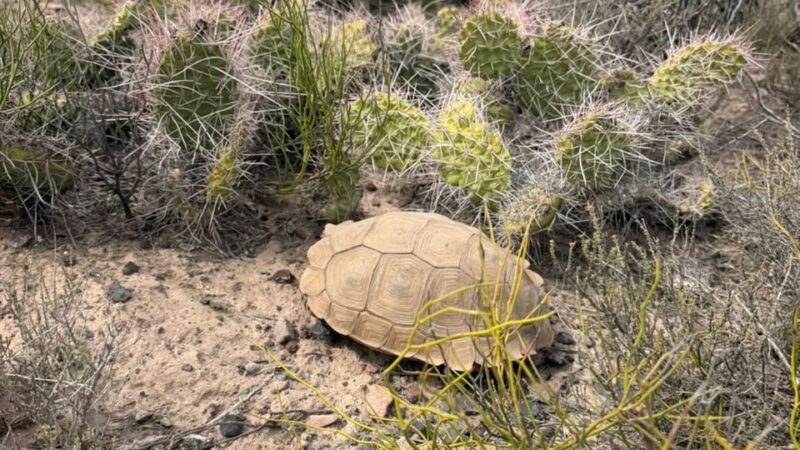 Reinsertaron piches, piches llorones y tortugas en el Sur provincial