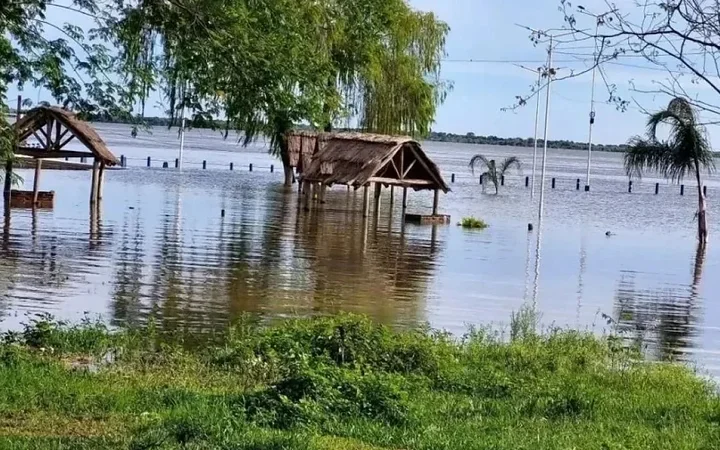Inundaciones en el Litoral: yacarés y serpientes llegan a las costas por El Niño y piden extremar cuidados