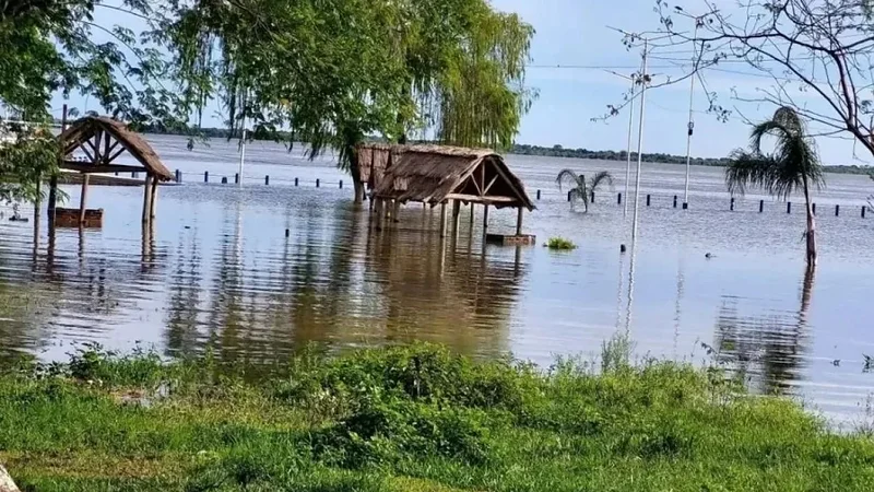 Inundaciones en el Litoral: yacarés y serpientes llegan a las costas por El Niño y piden extremar cuidados